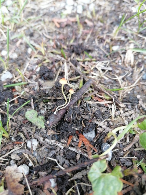 Pruinomycena acicula