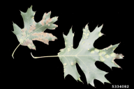 Taphrina caerulescens
