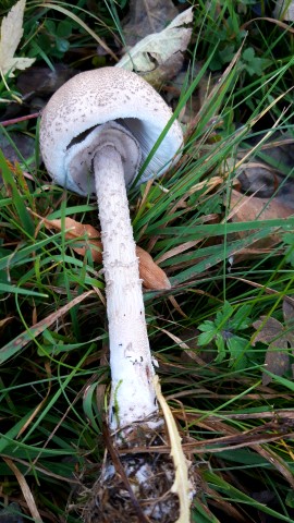 Macrolepiota mastoidea
