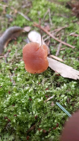 Tubaria furfuracea