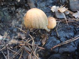 Coprinellus bipellis