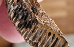 Trametes trogii