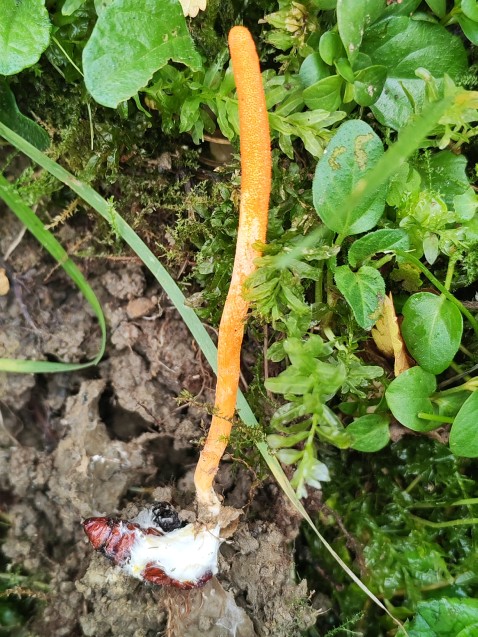 Cordyceps militaris