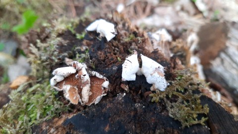 Panellus stipticus