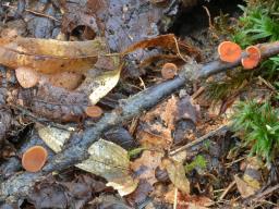 Rutstroemia bolaris