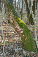 Stereum rugosum