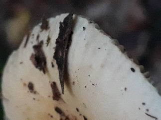 Russula fellea