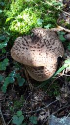 Sarcodon imbricatus