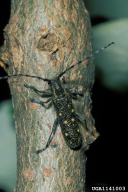 Saperda populnea