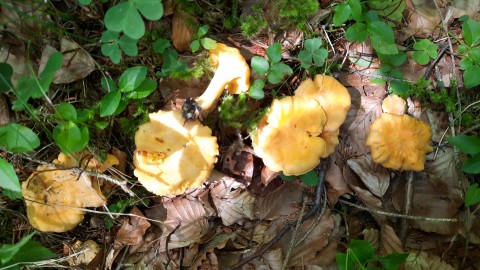 Cantharellus cibarius
