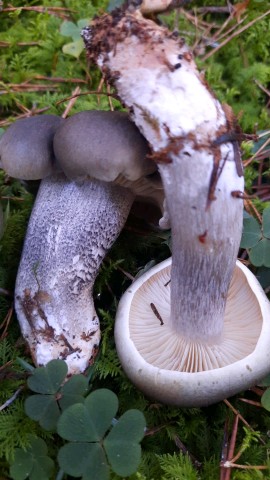 Tricholoma saponaceum