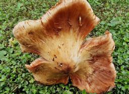 Inocybe fraudans