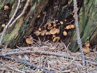 Xeromphalina campanella