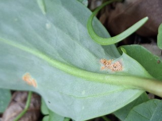 Uromyces erythronii