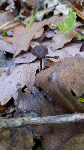 Auriscalpium vulgare