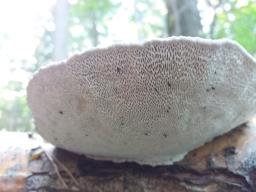 Daedaleopsis confragosa