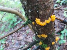 Dacrymyces chrysospermus
