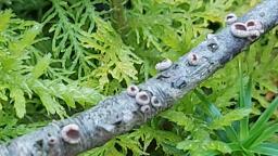 Velutarina rufo-olivacea