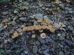 Naucoria subconspersa
