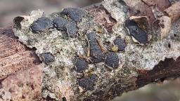 Diatrype bullata