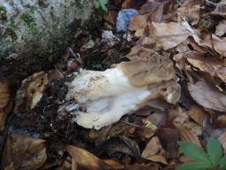 Maublancomyces ticinianus