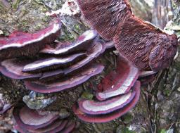 Daedaleopsis tricolor