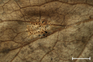 Uromyces valerianae