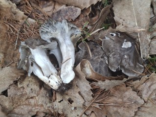 Hygrophorus marzuolus