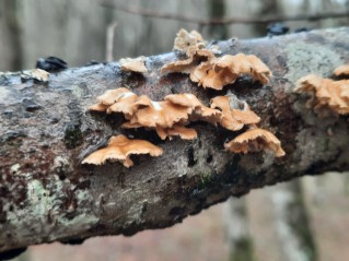 Plicaturopsis crispa