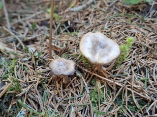 Rhizocybe pruinosa