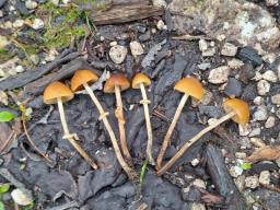 Pholiotina teneroides