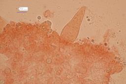 Pluteus plautus
