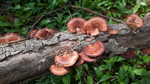 Daedaleopsis tricolor