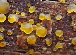 Dacrymyces capitatus