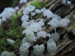 Hemimycena hirsuta