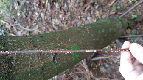 Nectria cinnabarina