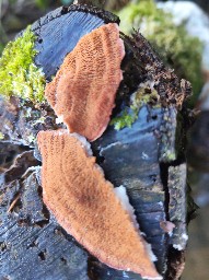 Phlebia tremellosa