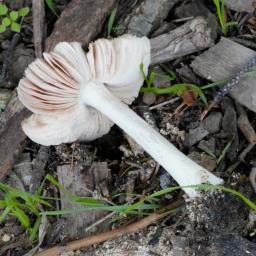 Volvopluteus gloiocephalus