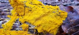 Hypomyces microspermus