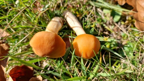 Cuphophyllus pratensis
