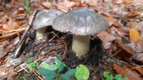 Tricholoma portentosum