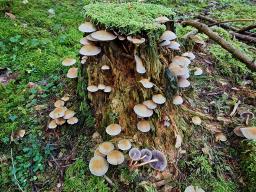 Hypholoma capnoides