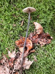 Mycetinis alliaceus