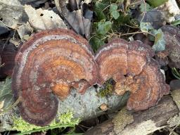 Daedaleopsis tricolor