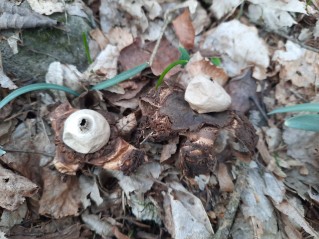 Geastrum triplex