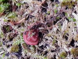 Ascocoryne sarcoides