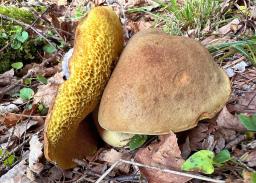 Xerocomus ferrugineus