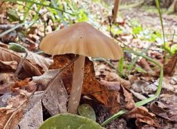 Psathyrella spadiceogrisea