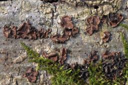 Hypoxylon cercidicola