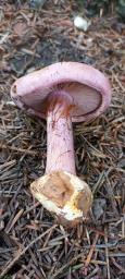 Calonarius suaveolens